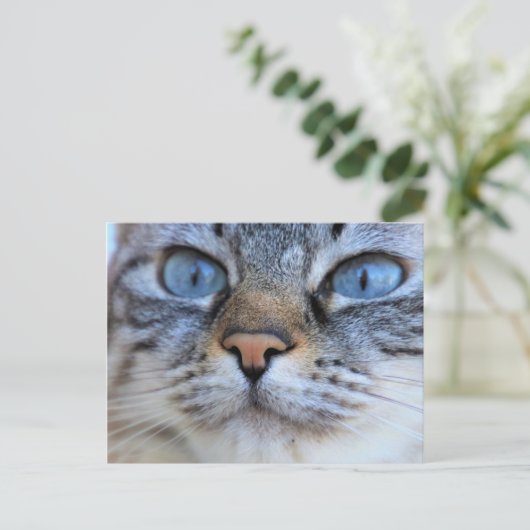 Gray Cat Postkarte (Stehend Vorderseite)