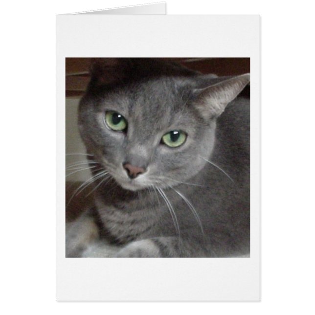 Gray Cat Russian Blue (Vorne)