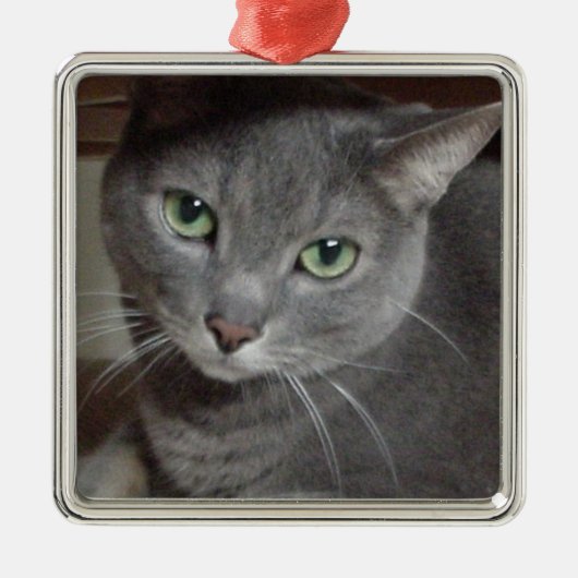 Gray Cat Russian Blue Ornament Aus Metall (Vorne)