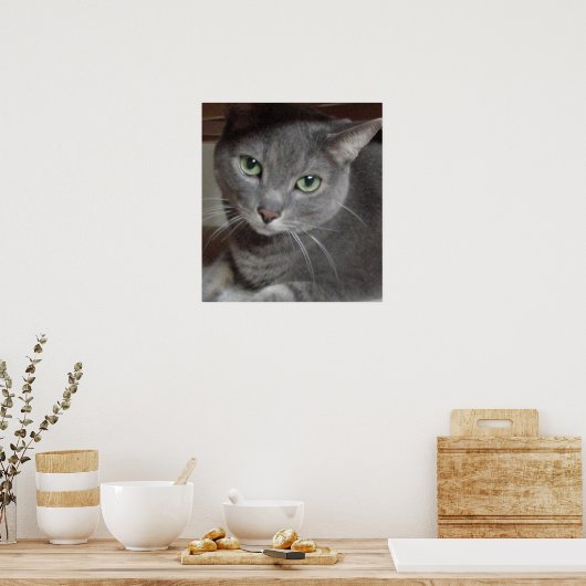 Gray Cat Russian Blue Poster (Küche)