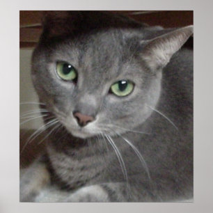 Gray Cat Russian Blue Poster