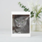 Gray Cat Russian Blue Postkarte (Stehend Vorderseite)