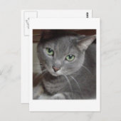 Gray Cat Russian Blue Postkarte (Vorne/Hinten)