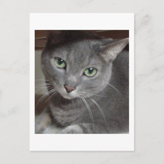 Gray Cat Russian Blue Postkarte (Vorderseite)