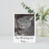 Gray Cat Russian Blue Postkarte (Stehend Vorderseite)