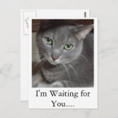 Gray Cat Russian Blue Postkarte (Vorne/Hinten)