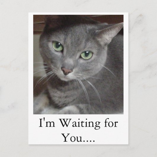 Gray Cat Russian Blue Postkarte (Vorderseite)