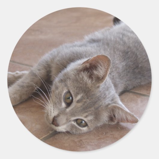 Gray Cat Sticker (Vorderseite)