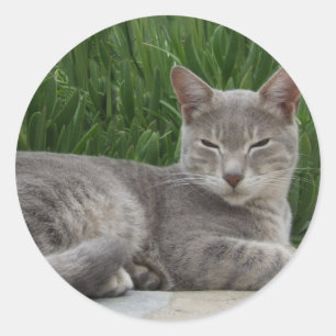 Gray Cat Stickers