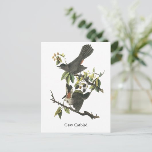 Gray Catbird, John Audubon Postkarte (Stehend Vorderseite)
