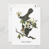 Gray Catbird, John Audubon Postkarte (Vorne/Hinten)