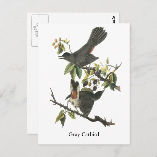 Gray Catbird, John Audubon Postkarte (Vorne/Hinten)