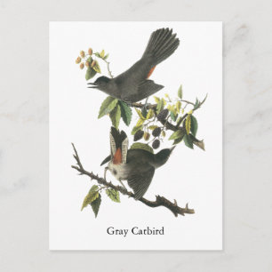Gray Catbird, John Audubon Postkarte