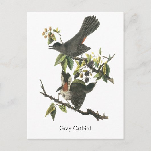 Gray Catbird, John Audubon Postkarte (Vorderseite)
