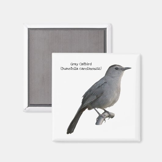 Gray Catbird Magnet (Vorderseite/Rückseite)