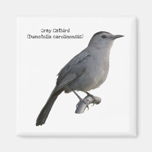 Gray Catbird Magnet