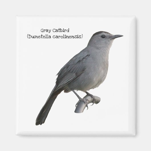 Gray Catbird Magnet (Vorne)