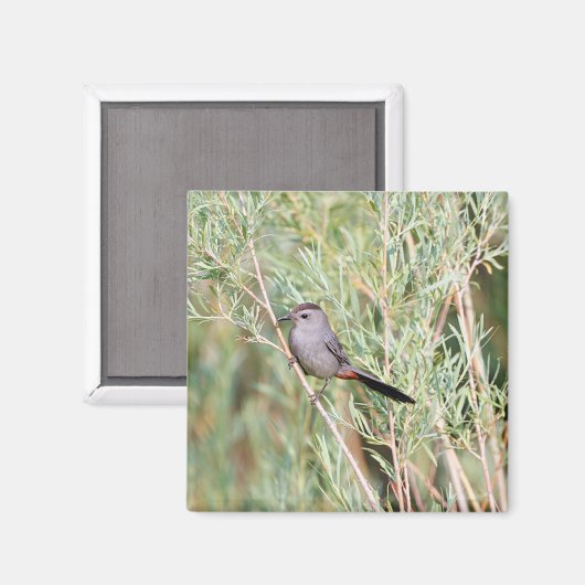 Gray Catbird Magnet (Vorderseite/Rückseite)