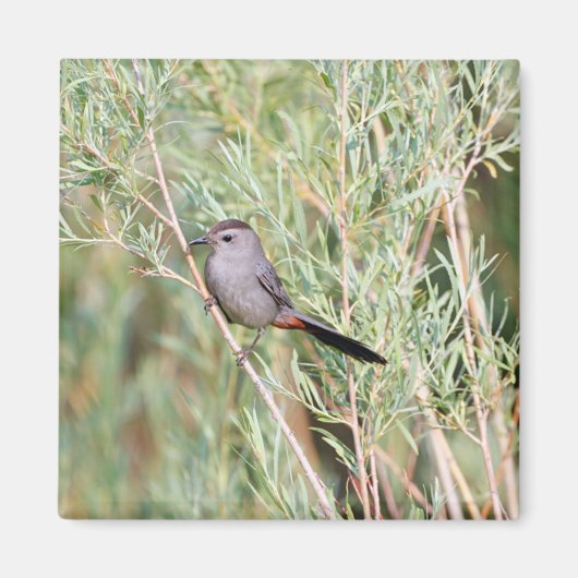 Gray Catbird Magnet (Vorne)