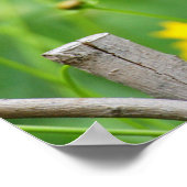 Gray Catbird on wooden fence Poster (Ecke)