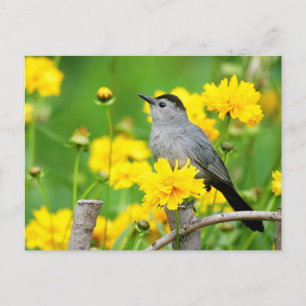 Gray Catbird on wooden fence Postkarte