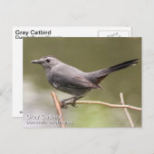 Gray Catbird Postkarte (Vorne/Hinten)