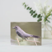 Gray Catbird Postkarte (Stehend Vorderseite)