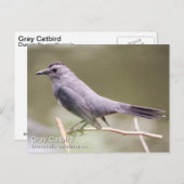 Gray Catbird Postkarte (Vorne/Hinten)