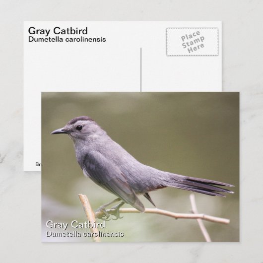 Gray Catbird Postkarte (Vorne/Hinten)