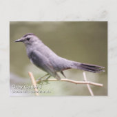 Gray Catbird Postkarte (Vorderseite)