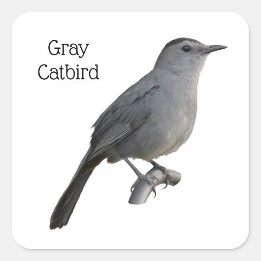 Gray Catbird Quadratischer Aufkleber (Vorderseite)
