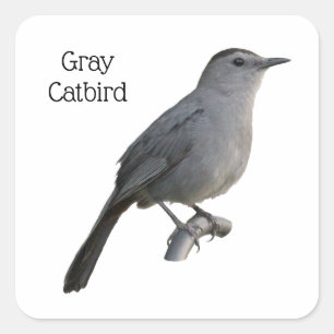 Gray Catbird Quadratischer Aufkleber