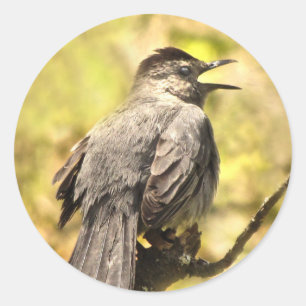 Gray Catbird singt seinen Song Sticker