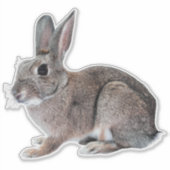 Gray Cottontail Rabbit Pet Bunny  Aufkleber (Vorderseite)