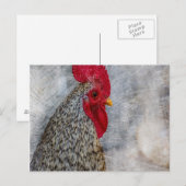 Gray Country Rooster Postkarte (Vorne/Hinten)