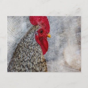 Gray Country Rooster Postkarte