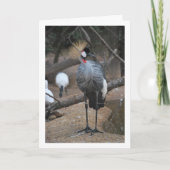Gray Crowned Crane African Bird Karte (Vorderseite)
