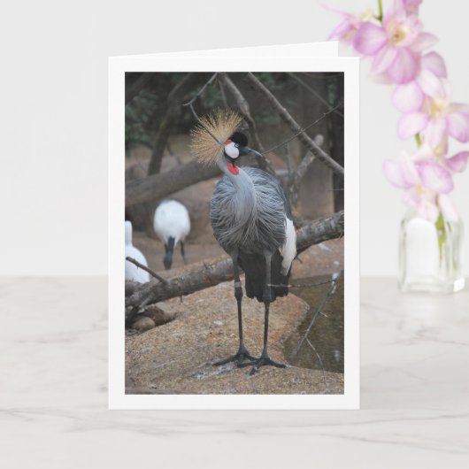 Gray Crowned Crane African Bird Karte (Orchidee)