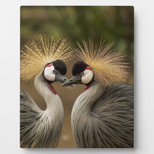 Gray Crowned Crane Fotoplatte (Vorderseite)