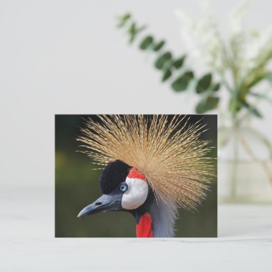 Gray Crowned Crane Postkarte (Stehend Vorderseite)
