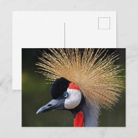Gray Crowned Crane Postkarte (Vorne/Hinten)