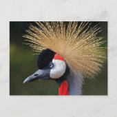 Gray Crowned Crane Postkarte (Vorderseite)