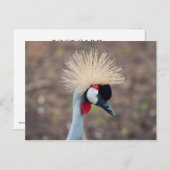 Gray Crowned Crane Postkarte (Vorne/Hinten)