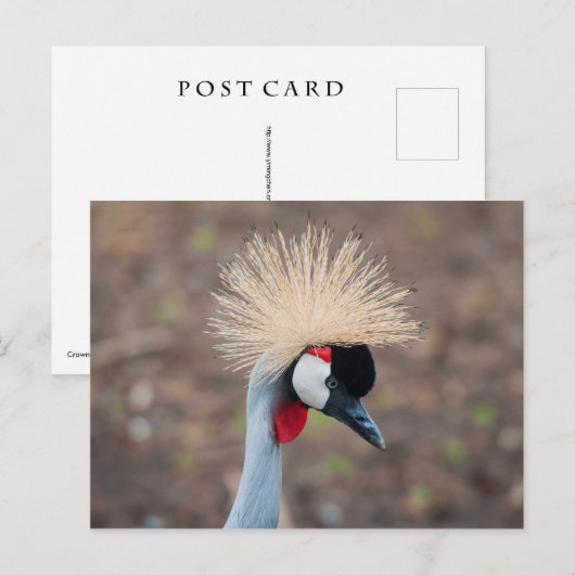 Gray Crowned Crane Postkarte (Vorne/Hinten)
