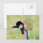 Gray Crowned Crane Profil Postkarte (Vorne/Hinten)