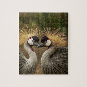 Gray Crowned Crane Puzzle