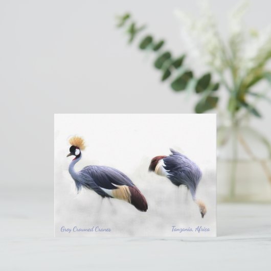 Gray Crowned Cranes Postkarte (Stehend Vorderseite)