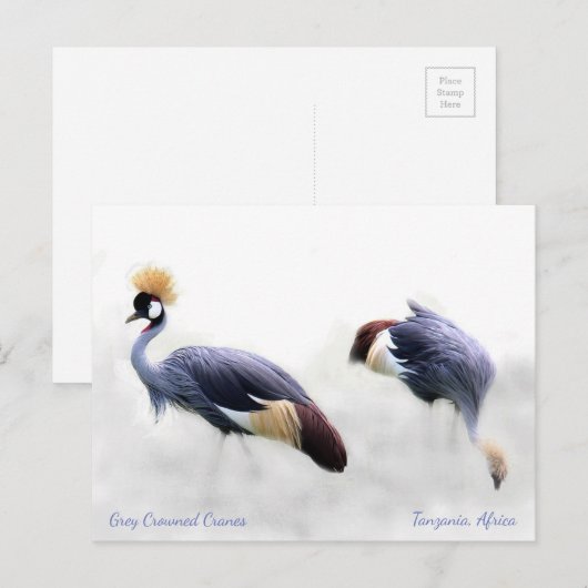 Gray Crowned Cranes Postkarte (Vorne/Hinten)