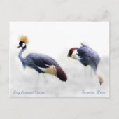 Gray Crowned Cranes Postkarte (Vorderseite)