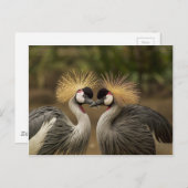 Gray Crowned Cranes Postkarte (Vorne/Hinten)